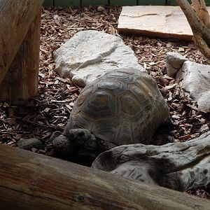 Iguana Forest - Yellow-footed tortoise 110925