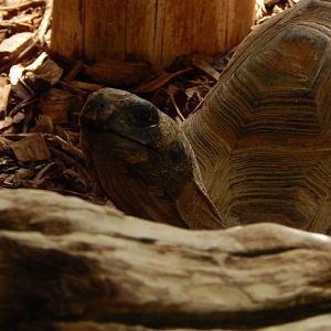 Iguana Forest - Yellow-footed tortoise 110925