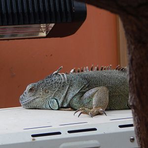 Iguana Forest - Common green iguana 110925