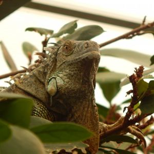 Iguana Forest - Common green iguana 110925