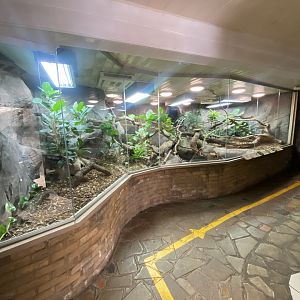 Worlds Apart - Fiji banded iguana exhibit 110925