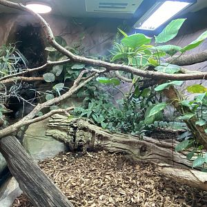 Worlds Apart - Fiji banded iguana exhibit 110925