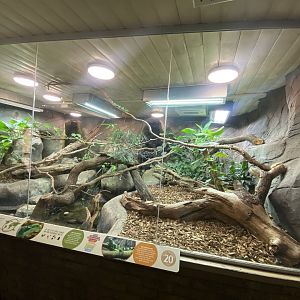 Worlds Apart - Fiji banded iguana exhibit 110925