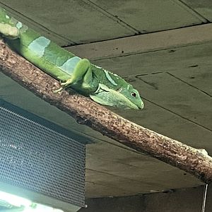 Worlds Apart - Fiji banded iguana 110925