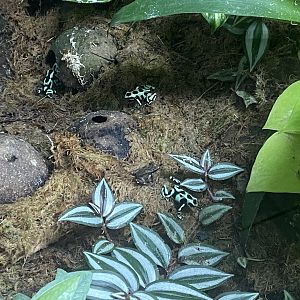 Worlds Apart - Poison dart frog exhibit 110925