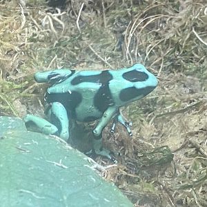 Worlds Apart - Green and black poison dart frog 110925