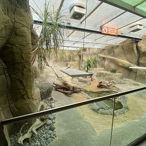 Worlds Apart - Hispaniolan rhinoceros iguana exhibit 110925