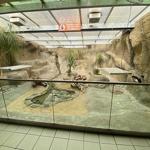 Worlds Apart - Hispaniolan rhinoceros iguana exhibit 110925