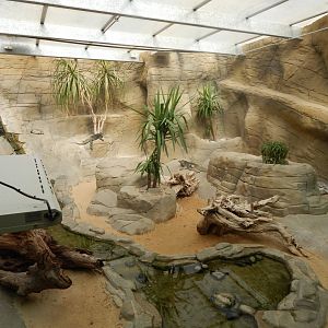 Worlds Apart - Hispaniolan rhinoceros iguana exhibit 110925