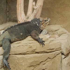 Worlds Apart - Hispaniolan rhinoceros iguana 110925