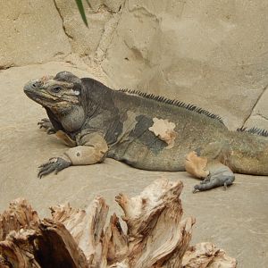 Worlds Apart - Hispaniolan rhinoceros iguana 110925