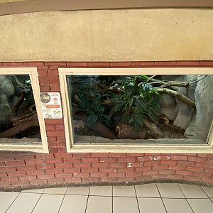 Worlds Apart - Solomon Islands skink exhibit 110925