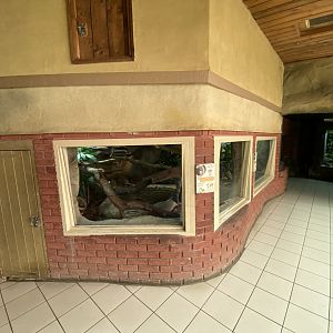 Worlds Apart - Solomon Islands skink exhibit 110925