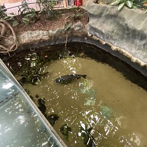 Worlds Apart - Aquatic exhibit 110925