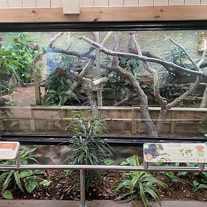 Worlds Apart - Goeldis monkey exhibit 110925