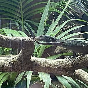 Heart of the Amazon - Black tree monitor 110925