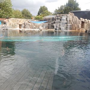 Playa Patagonia - South American sealion exhibit 110925