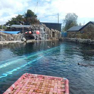 Playa Patagonia - South American sealion exhibit 110925