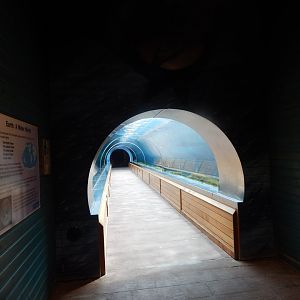 Playa Patagonia - South American sealion exhibit 110925