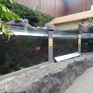 Rajang's Forest - Large aquatic exhibit 110925