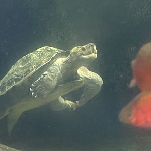 Rajang’s Forest - Giant Asian pond turtle 110925