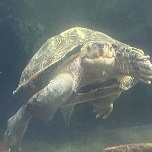 Rajang’s Forest - Giant Asian pond turtle 110925