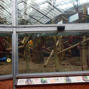 Rajang's Forest - Bornean orangutan exhibit 110925