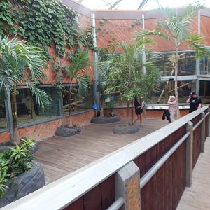 Rajang's Forest from upper walkway 110925