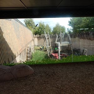 Rajang's Forest - Bornean orangutan enclosure 110925