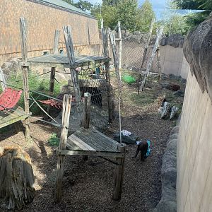 Rajang’s Forest - Bornean orangutan enclosure 110925