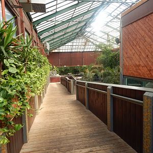 Rajang's Forest from upper walkway 110925