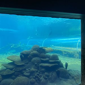 Playa Patagonia underwater view 110925