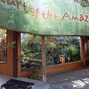 Heart of the Amazon - Common squirrel monkey exhibit 110925