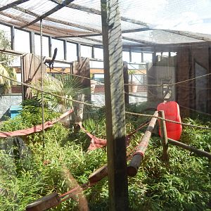 Guianan bearded saki enclosure 110925