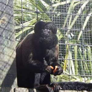 Guianan bearded saki 110925