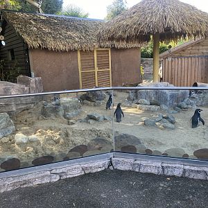 Humboldt penguin enclosure 110925