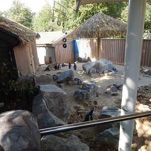 Humboldt penguin enclosure 110925