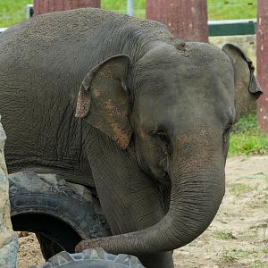 Asian Elephant (Borneo Elephant?)
