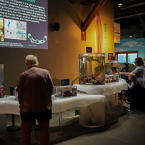 "Closer Look Table" (Pier 59)