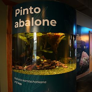 "Pinto Abalone Conservation" (Pier 59)