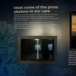 "Pinto Abalone Grow Out" (Pier 59)