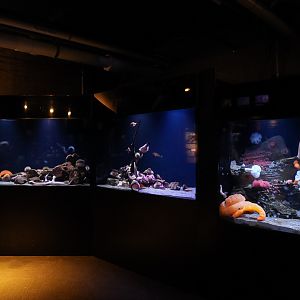 "Puget Sound Fish: Deep Waters" (Pier 60)