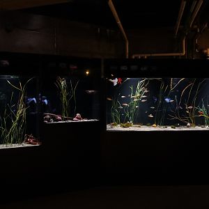 "Puget Sound Fish: Seagrass Beds" (Pier 60)