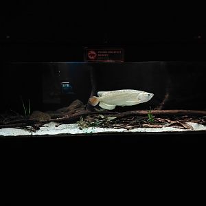 Exotarium - Saratoga+gudgeon tank