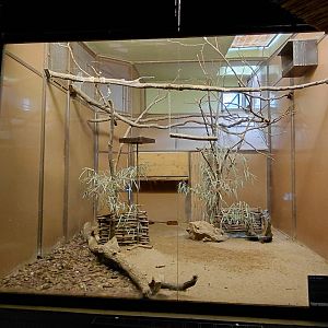 Exotarium - pigeon+frogmouth indoor exhibit