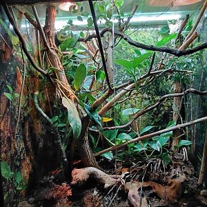 Exotarium - green python exhibit