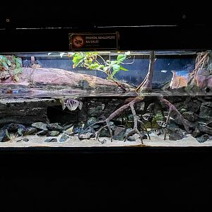 Exotarium - archerfish tank