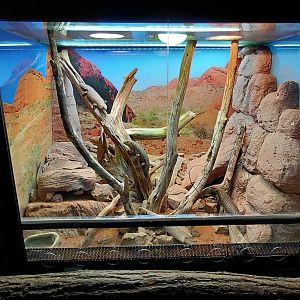 Exotarium - Stoke's skink exhibit