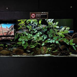 Exotarium - rainbowfish tank