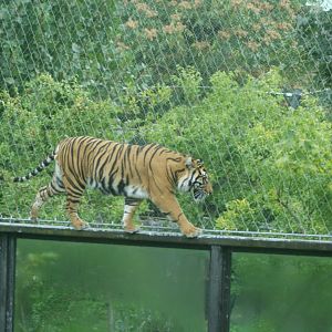 Sumatran Tiger